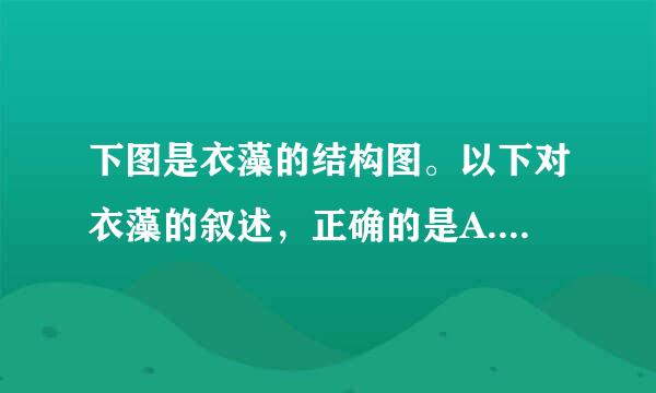 下图是衣藻的结构图。以下对衣藻的叙述，正确的是A.衣藻是多细胞绿藻B.衣藻生活在海水中C.衣藻细胞中有一个椭圆形叶绿体D.衣藻能够进行光合作用