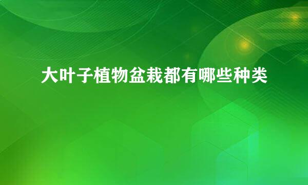 大叶子植物盆栽都有哪些种类