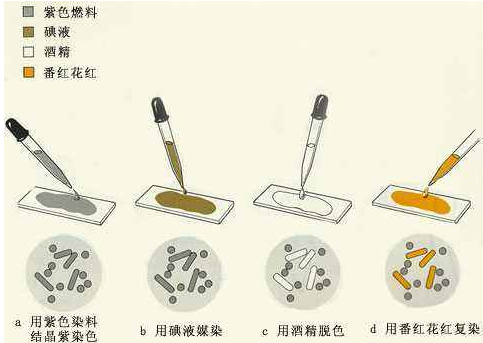 革兰氏染色中,哪个步骤可以省略?在什么情况下采用