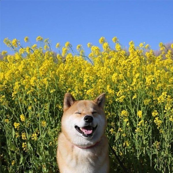 谁有些柴犬做头像的照片