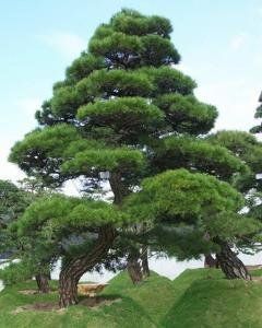 中国黑松和日本黑松怎么区别