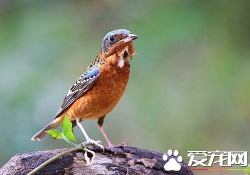 白喉矶鸫饲养 饲养白喉矶鸫的饲料要求