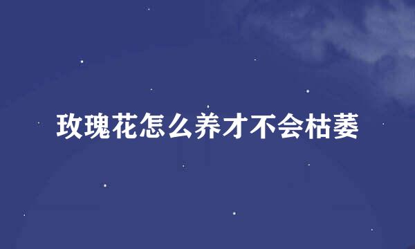 玫瑰花怎么养才不会枯萎