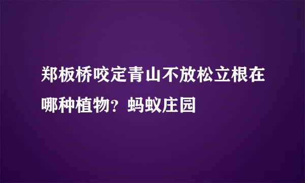 郑板桥咬定青山不放松立根在哪种植物？蚂蚁庄园