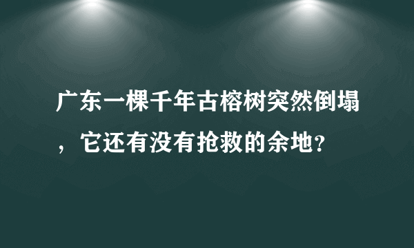 广东一棵千年古榕树突然倒塌，它还有没有抢救的余地？