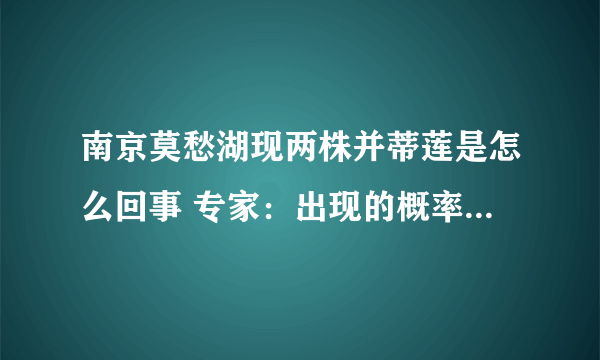 南京莫愁湖现两株并蒂莲是怎么回事 专家：出现的概率为十万分之一