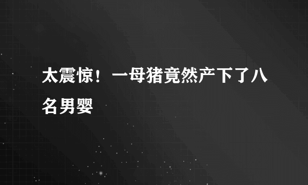 太震惊！一母猪竟然产下了八名男婴 