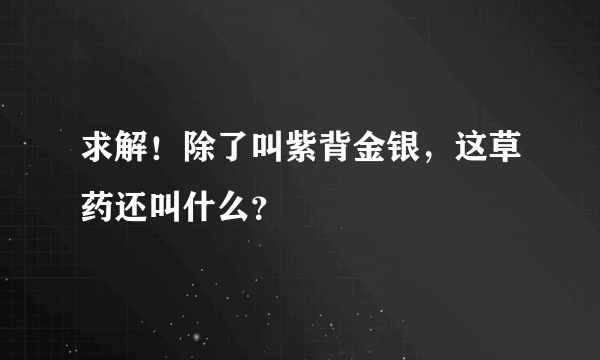 求解！除了叫紫背金银，这草药还叫什么？