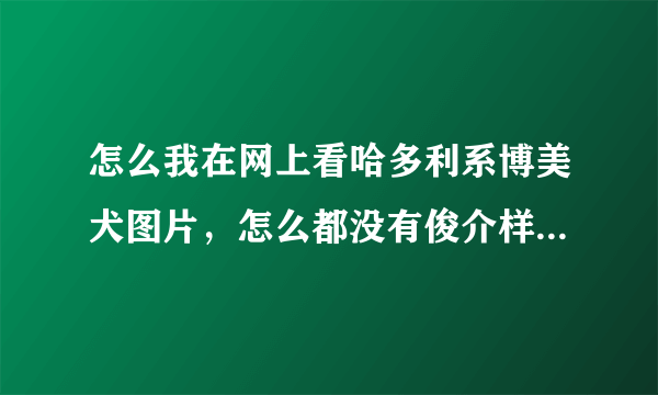 怎么我在网上看哈多利系博美犬图片，怎么都没有俊介样子可爱？