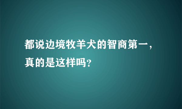 都说边境牧羊犬的智商第一，真的是这样吗？