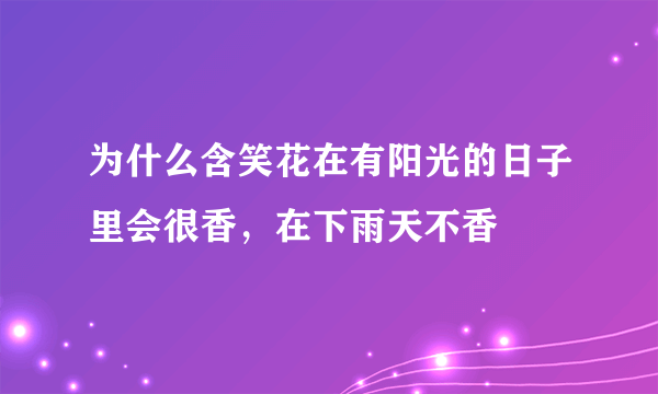 为什么含笑花在有阳光的日子里会很香，在下雨天不香